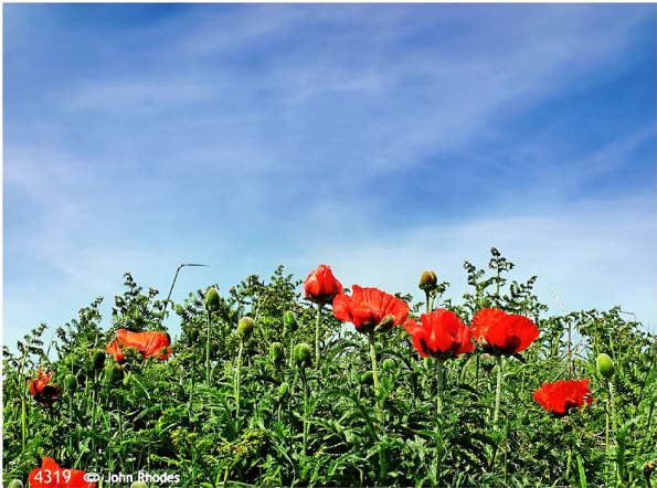  Poppies